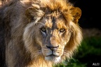 Tiere